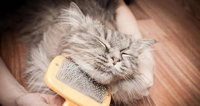 猫咪打针后过敏的症状及应对方法（宠物猫打针后突发过敏怎么办）