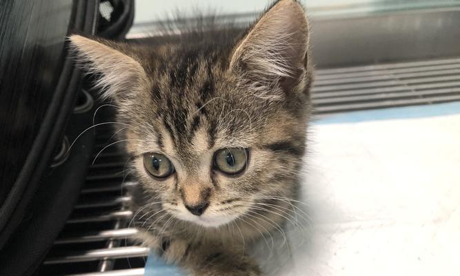 猫咪打针后过敏的症状及应对方法（宠物猫打针后突发过敏怎么办）