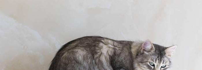 猫咪打针后过敏的症状及应对方法（宠物猫打针后突发过敏怎么办）