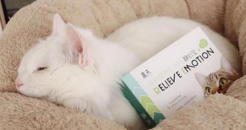 夜半猫咪的情慾狂想（如何让爱宠度过发情期）