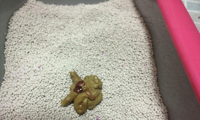 猫咪大便多血，这可能意味着什么（了解你的宠物健康问题）