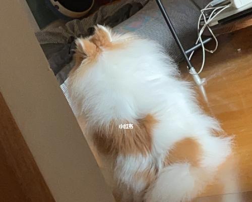 猫咪大便粘屁股，这些原因你知道吗（猫咪健康的重要指标）