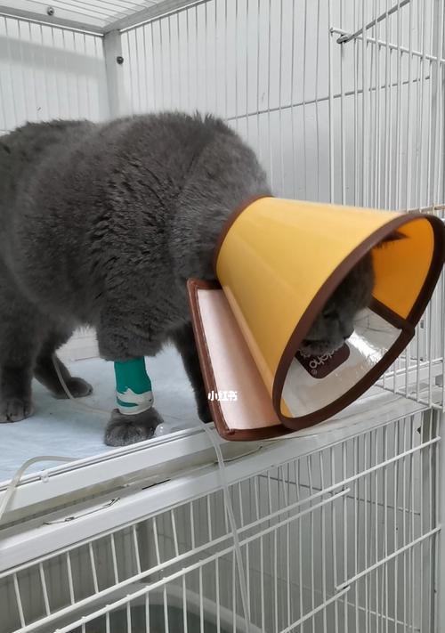 宠物猫咪的导尿管使用全攻略（了解适用情况与正确使用方法）