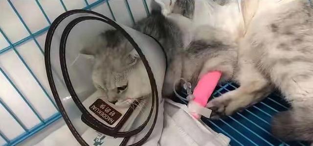 宠物猫咪的导尿管使用全攻略（了解适用情况与正确使用方法）