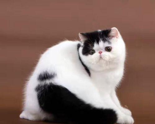 猫咪命名指南（以宠物为主的猫咪名字大全）