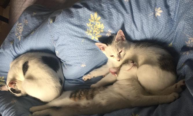 猫咪的怀孕周期（宠物爱好者必看）