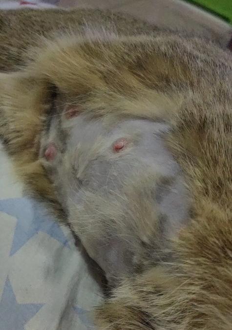 猫咪的怀孕周期（宠物爱好者必看）