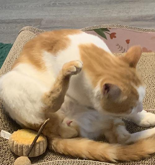 猫咪的屁股突出，你知道其中的玄机吗（从宠物主人的角度看待猫咪的屁股突出现象）