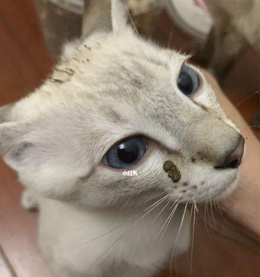 如何从猫咪的屎看出它的健康状况（掌握这些方法）