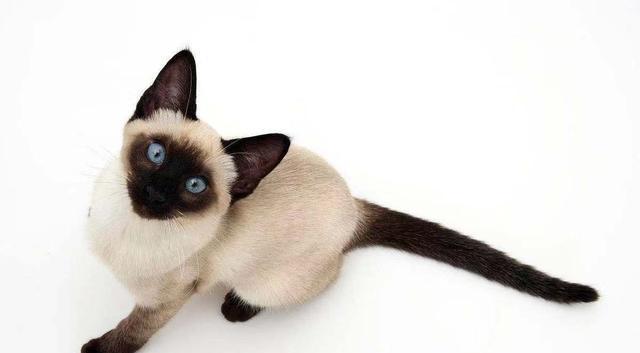 探寻猫咪的神秘之美（外貌特点与品种分类）