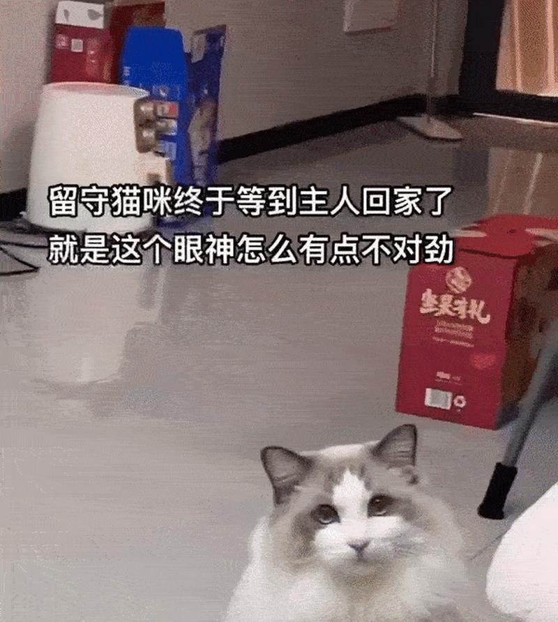 宠物猫咪等待主人归来的故事（忠诚陪伴）