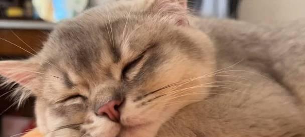 猫咪的凝视之道——探秘它们的视线