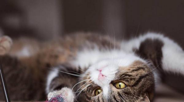 猫咪的凝视之道——探秘它们的视线