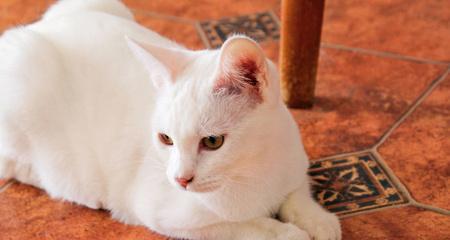 猫咪的凝视之道——探秘它们的视线