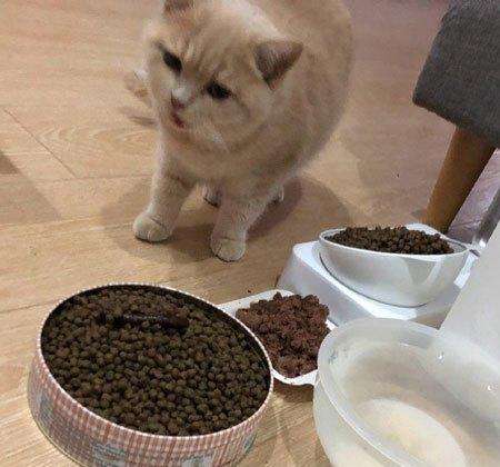 宠物猫咪饮食问题的解决方法（宠物猫咪饮食问题的解决方法）