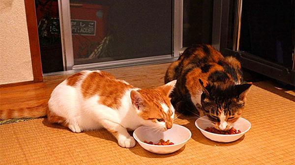 宠物猫咪饮食问题的解决方法（宠物猫咪饮食问题的解决方法）