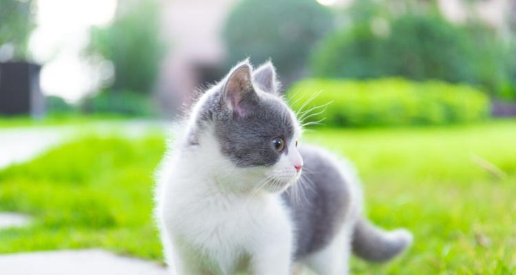 猫咪探索世界的好奇心（以宠物为主的探索之旅）