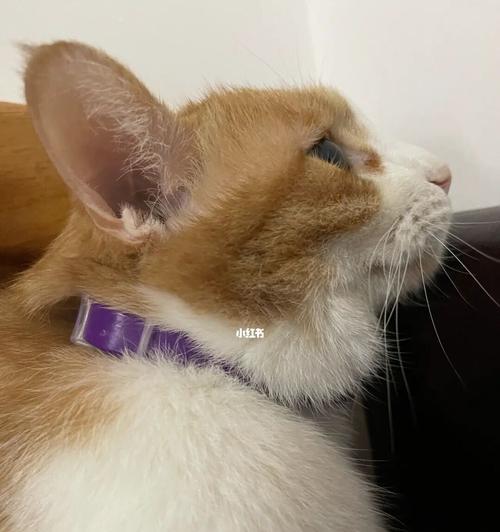 猫咪哆嗦，你需要知道的注意事项（如何正确对待猫咪的哆嗦症状）