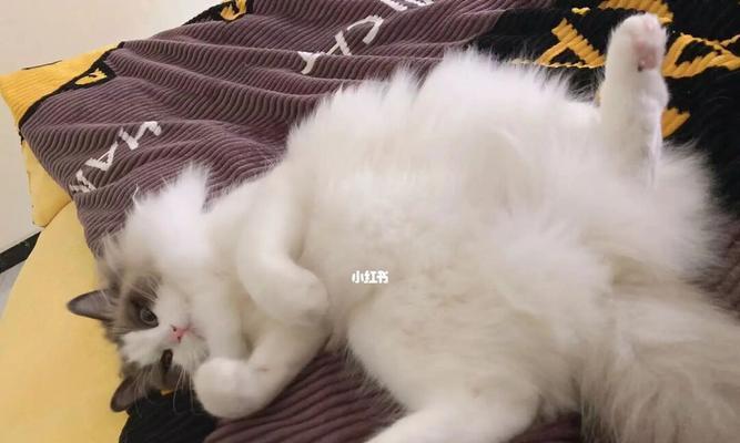猫咪哆嗦，你需要知道的注意事项（如何正确对待猫咪的哆嗦症状）