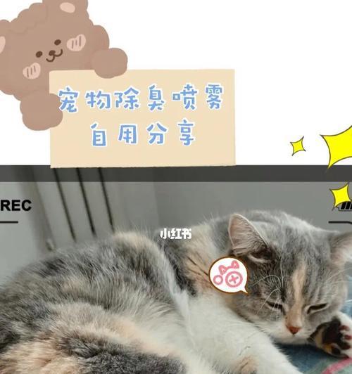 猫咪哆嗦，你需要知道的注意事项（如何正确对待猫咪的哆嗦症状）