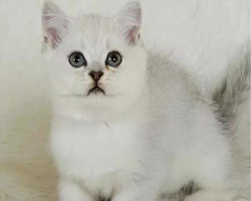 猫咪耳朵大的真相揭秘（以宠物为主）