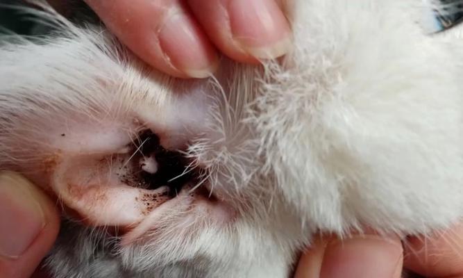 猫咪耳朵发炎，如何应对（解决宠物猫咪耳朵发炎的正确方法）