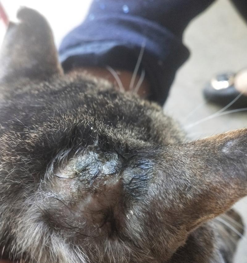 猫咪耳朵长包该如何处理（宠物健康必备）