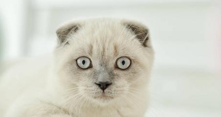 猫咪耳朵竖起来的6种原因（揭秘猫咪耳朵竖起来的奥秘）