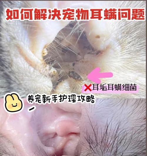 猫咪耳根的神秘之处（揭秘猫咪耳根的7个隐藏秘密）