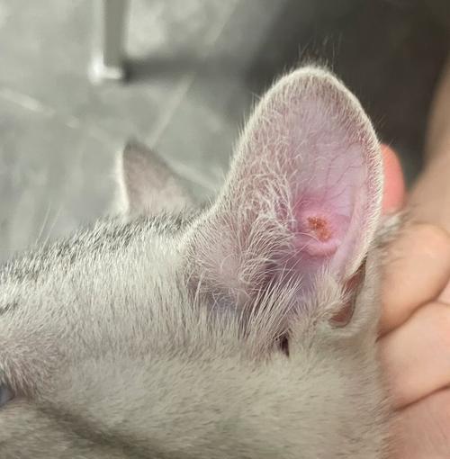 猫咪耳根的神秘之处（揭秘猫咪耳根的7个隐藏秘密）