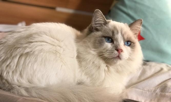 猫咪腹水摸会痛，宠物家长必看（了解猫咪腹水的病因和治疗方法）