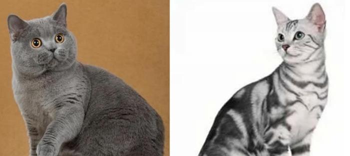 如何处理宠物猫咪腹水问题（掌握正确的治疗方法）