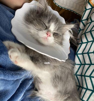 如何处理宠物猫咪腹水问题（掌握正确的治疗方法）