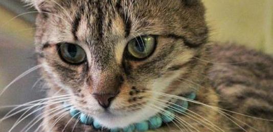 猫咪干呕又拉稀，宠物主人必看的健康问题解决方案