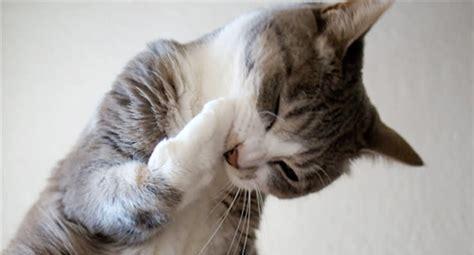 宠物猫感冒如何预防（探究猫咪感冒的成因）