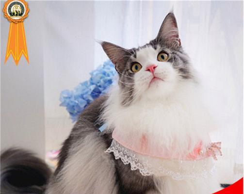 猫咪公母之别，你了解多少（从体型、性格、行为等方面看猫咪公母区别）