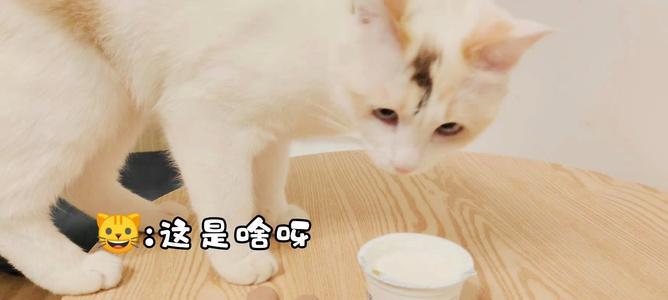 猫咪喝酸奶的益处与禁忌（探究酸奶对猫咪的影响）