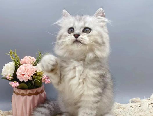 猫咪的怀胎期有多长（从受孕到分娩）