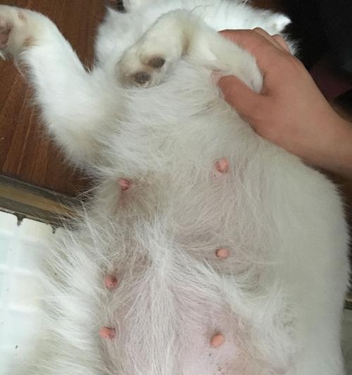 猫咪怀孕的乳头——探究母猫怀孕过程中乳头的变化