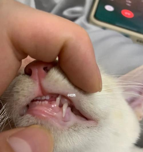 小猫换牙嘴流血（如何帮助宠物度过这个难关）