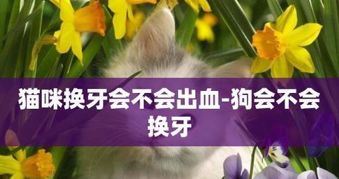小猫换牙嘴流血（如何帮助宠物度过这个难关）
