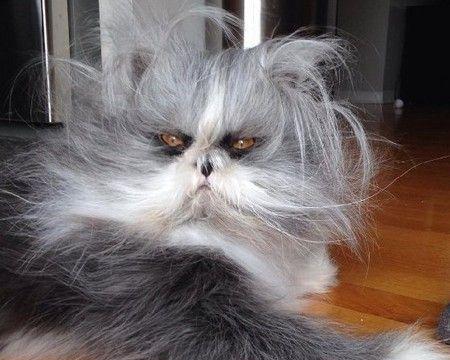 猫咪的胡须为何如此神奇（探秘猫咪胡须的奥秘及其作用）