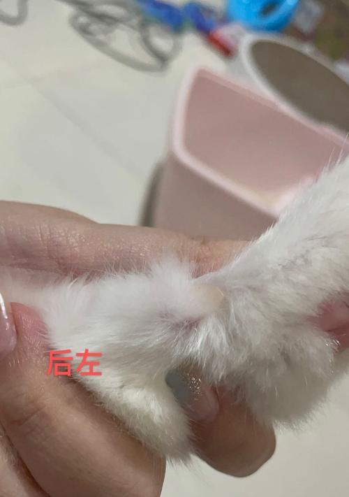 探秘猫咪脚趾头的奥秘（从宠物猫脚趾头的数量）