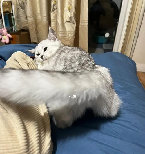猫咪假死怎么办（教你应对猫咪假死的情况）