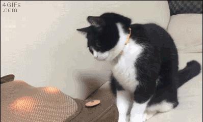 猫咪假死怎么办（教你应对猫咪假死的情况）