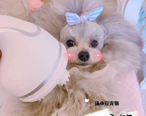 猫咪检查费用是多少（掌握猫咪检查标准、费用、保险等重要信息）