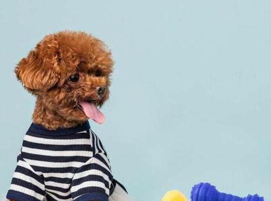 猫咪与新生儿（以宠物为主）