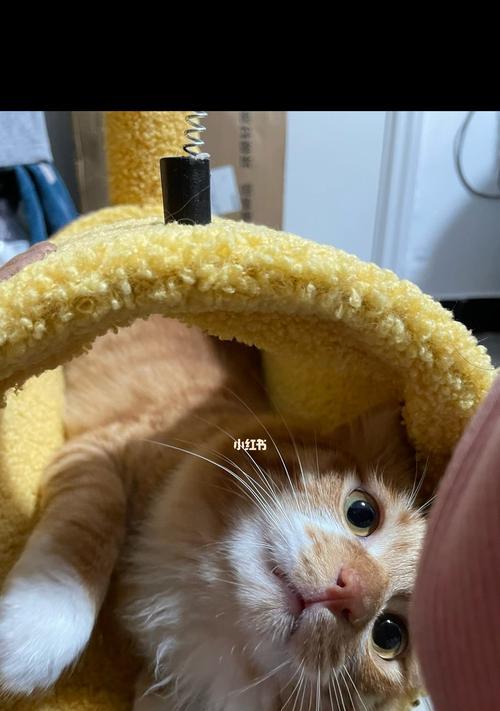 猫咪频繁换主人，背后的真相（揭秘宠物主人变更现象）