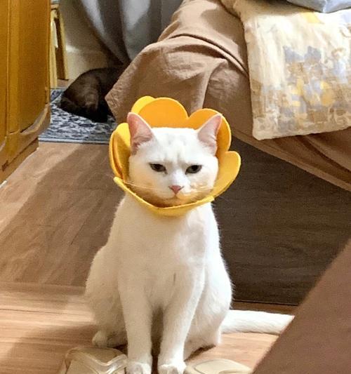 揭开猫咪菊花的神秘面纱（探秘猫咪菊花的酸性质及其对宠物健康的影响）