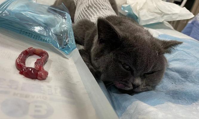 猫咪绝育解析（宠物健康必须重视的问题）